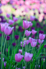 Obraz na płótnie Canvas Lilac tulips on colorful blurry background. Selective focus.