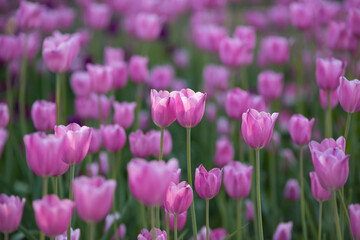 Field of pink tulips in spring on a sunny day. Selective focus, blurred background