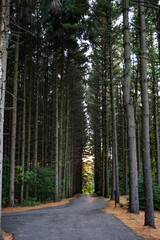 Fototapeta premium Path in pine forest