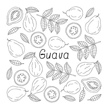 Guava lettering. Hand drawn poster.  Stock vector illustration.