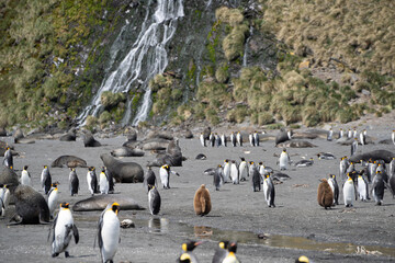 Naklejka premium Waterfall with King penguins and fur seals