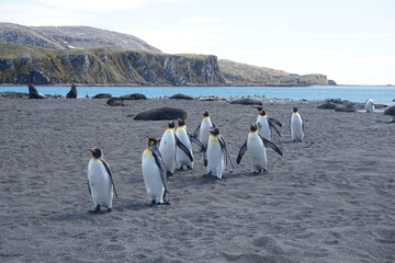 Obraz premium Group of king penguins walking on a beach on South Georgia