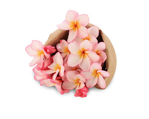 Beautiful  pink  tropical Plumeria flower isolated on white background. This has clipping path.