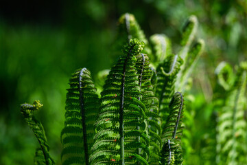 green ferns on a green background