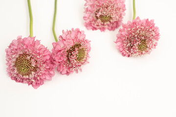 Pink scabiosa  pin cushion flowers floral flat lay on white back ground