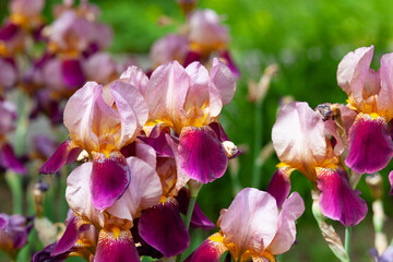 Beautiful iris flowers growing