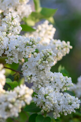 The branch of white lilac bright sunny day. Selective focus, blurred background