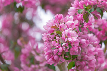 Abundantly blooming apple tree. pink color .. Flowers of the apple tree.