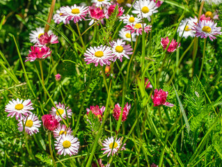 Bright, colorful fragment of a green meadow with blooming daisies.