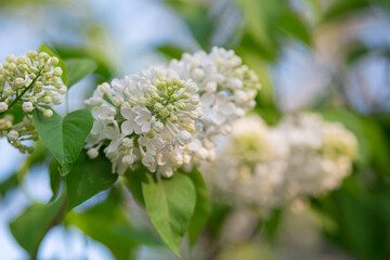The branch of white lilac bright sunny day. Selective focus, blurred background