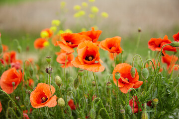 A field with red blooming poppies and green leaves on a warm spring day. Tender poppy petals under the warm sun, horizontal photo