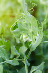 In the garden during the day, young shoots of green peas grow. White pea flowers hang on a young shoot. the concept of getting a good crop of legumes on a dacha or farm