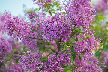 Beautiful blooming lilac. Selective soft focus, blurred background