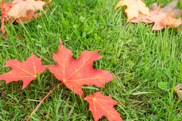 Autumn Leaves on the grass