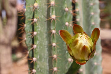 Close-up of a delicate white bud on a prickly cactus with a blurred background
