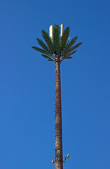 Telecommunication tower for of mobile telephony, wireless computer networking and other wireless communications  or Base radio station disguise as a Date palm tree in Morocco