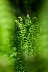 green ferns on a green background