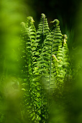 green ferns on a green background