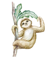 Cute sloth on a branch with green tropical leaves isolated on white background. Cute cartoon animal with a smile. Template. Illustration. Watercolor. Clipart. Greeting card design. Poster. Postcard. © Yuliia