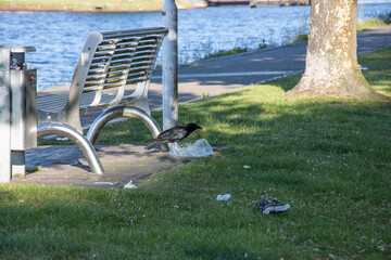  black crow eats the discarded garbage next to a park bench