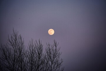 full moon and tree © lora