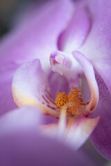 Macro close up of a pink orchid