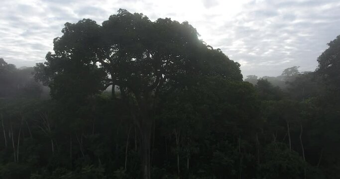 Large and Tall Brazil Nut (Bertholletia excelsa) Tree in South American tree in the family Lecythidaceae Shot in V-Log
