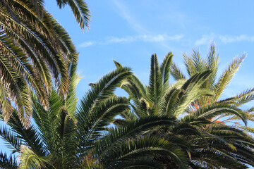 Fototapeta na wymiar Palm trees with blue sky in summer