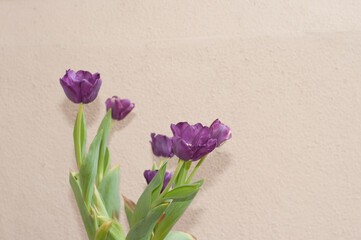 Front view, close distance of purple tulips in full bloom against a tan stucco wall of  tropical residence