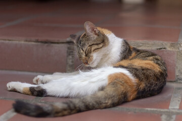 Fototapeta premium cat