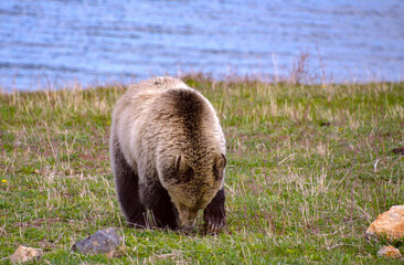 Grizzly bear grazing right next to Yellowstone Lake in Yellowstone National Park..(Ursus arctos horribilis)