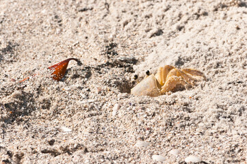 Top, front view, close distance of, a ghost crab climbing up out of sand tunnel, home, at a tropical sandy beach on gulf of Mexico on a sunny morning