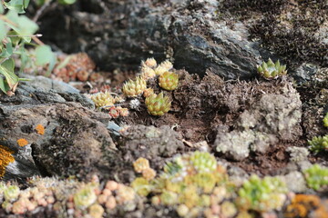 beautiful landscape with moss and mountain flowers in the Ural mountains
