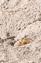 Top view, close distance of, a ghost crab, climbing out of sand tunnel, house, on a sandy, tropical, beach, on the gulf of Mexico, on a sunny morning