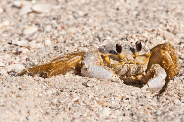 Front view, closeup, macro of, a ghost crab, on a sandy, tropical, beach, on the gulf of Mexico, on a sunny morning