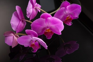 Beautiful orchid flower on black background for beauty, spa and agriculture concept design. Phalaenopsis Orchidaceae.