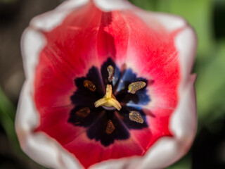 Pink and green tulips under the rays of the spring sun. Flowers in a flowerbed in rows and singly.