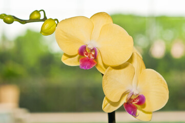 Front view, close up, macro of yellow, orchid blooms and buds in a tropical lanai