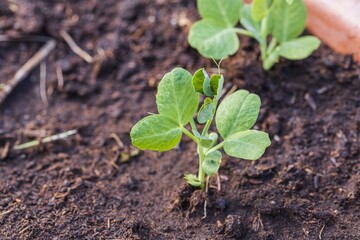 Beautiful close up view of growing peas plants. Beautiful nature backgrounds.