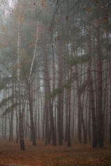 Pine foggy forest. Morning in nature. Rainy wet cloudy day. Autumn..