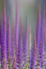Purple flowers with artistic motion and a green background taken on a summers day