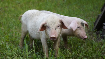 Piglets on a background of green grass. Young pigs on the grass.