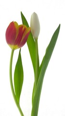 Two sweetly posed tulips isolated on white.
