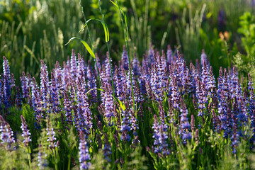 blue lavender bushes illuminated by the evening summer sun in Zaryadye Park in Moscow. Selective focus macro shot with shallow DOF