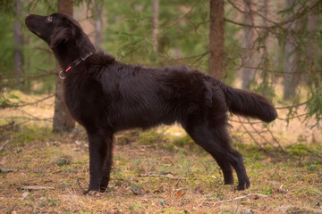 Beautiful chocolate flat-coated retriever posing for pictures in the forest.