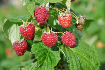 Fruits of raspberry on a bush branch