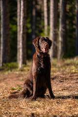 Beautiful chocolate flat-coated retriever posing for pictures in the forest.