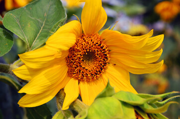 Beautiful yellow sunflower with green leaves close-up