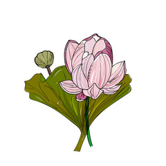 Lotus or water lilies bouquet. Elegant tropical flowers. Hand drawing isolated on white.