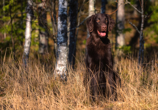 Beautiful chocolate flat-coated retriever posing for pictures in the forest.